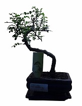 Бонсай Перечное дерево (Шинус)- Bonsai Schinus D25 H30