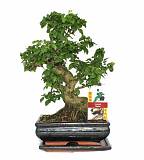 Бонсай Лигуструм D20 H30