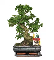 Бонсай Лигуструм D20 H30