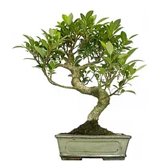 Бонсай Фикус Ретуза - Bonsai Ficus retusa D20 H30