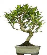 Бонсай Фикус Ретуза - Bonsai Ficus retusa D20 H30