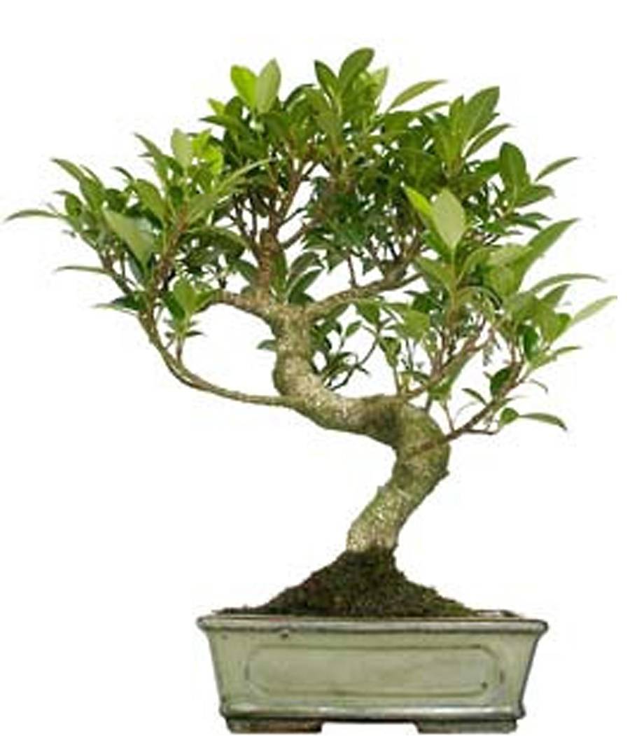 Бонсай Фикус Ретуза - Bonsai Ficus retusa D20 H30