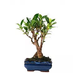 Бонсай Фикус Ретуза - Bonsai Ficus retusa D10 H20