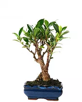 Бонсай Фикус Ретуза - Bonsai Ficus retusa D10 H20
