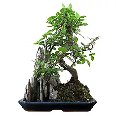 Бонсай Вяз с камнем D18 H25