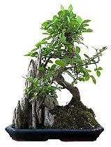 Бонсай Вяз с камнем D18 H25