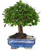 Бонсай Кармона D20 H25