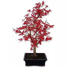 Бонсай красный клен D20 H40