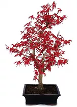Бонсай красный клен D20 H40