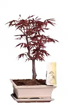 Бонсай Клен D20 H30