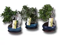 Лиственный микс с камнем D18 H25