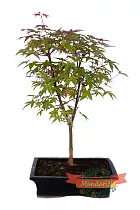 Бонсай Зеленый клен D20 H30