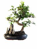 Бонсай Вяз с камнем D18 H22