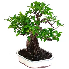 Бонсай Фикус Ретуза - Bonsai Ficus retusa D30 H50