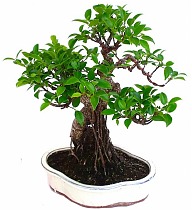 Бонсай Фикус Ретуза - Bonsai Ficus retusa D30 H50