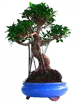 Бонсай Фикус Ретуза - Bonsai Ficus retusa D35 H55