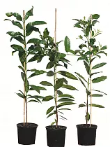 Пимента лекарственная - Pimenta dioica D18 H100