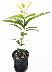 Пимента лекарственная - Pimenta dioica D14 H40