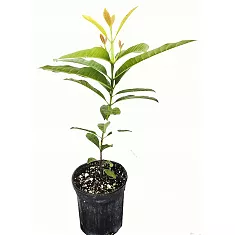 Пимента лекарственная - Pimenta dioica D14 H40