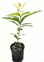 Пимента лекарственная - Pimenta dioica D14 H40