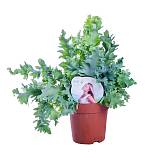 Флебодиум Давана - Phlebodium aureum Davana D12 H30