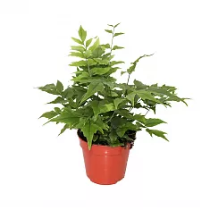 Циртомиум - Cyrtomium D12 H30