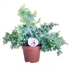 Флебодиум Давана - Phlebodium aureum Davana D17 H40