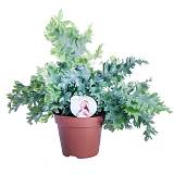 Флебодиум Давана - Phlebodium aureum Davana D17 H40