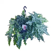 Флебодиум Давана - Phlebodium aureum Davana D20 H45