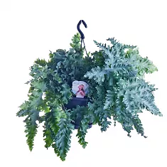 Флебодиум Давана - Phlebodium aureum Davana D20 H45