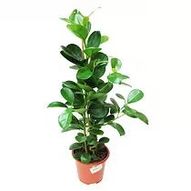 Фикус Микрокарпа - Ficus microcarpa  D15 H55