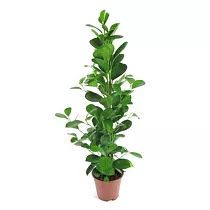 Фикус Микрокарпа - Ficus microcarpa  D17 H100