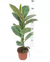 Фикус эластика или каучуконосный Тинеке - Ficus Tineke D18 H70