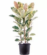 Фикус эластика или каучуконосный Тинеке D28 H100