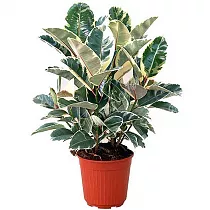 Фикус эластика или каучуконосный Тинеке - Ficus Tineke D21 H80