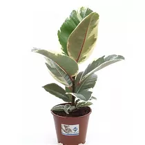 Фикус эластика или каучуконосный Тинеке - Ficus Tineke D14 H50