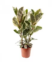 Фикус эластика или каучуконосный Тинеке - Ficus Tineke D17 H60