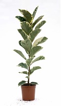 Фикус эластика или каучуконосный Тинеке - Ficus Tineke D15 H60