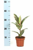 Фикус эластика или каучуконосный Тинеке - Ficus Tineke D14 H35