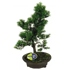 Растение Тис D25 H55