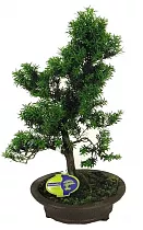 Растение Тис D25 H55