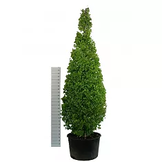 Гингко билоба пирамида - Ginkgo Bil Pyramidalis D90 H400
