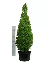 Гингко билоба пирамида - Ginkgo Bil Pyramidalis D90 H400
