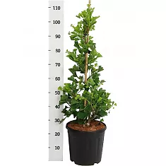 Гинкго Билоба куст - Ginkgo Bil Fastigiata Blagon D32 H100