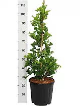 Гинкго Билоба куст - Ginkgo Bil Fastigiata Blagon D32 H100