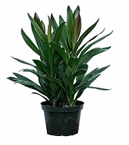 Кордилина Глаука - Cordyline Glauca D25 H80