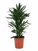 Кордилина Глаука - Cordyline Glauca D21 H90