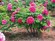 Пион древовидный - Paeonia suffruticosa D9