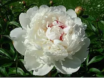 Пион - Paeonia  Grp 'White Sensation D11 H30