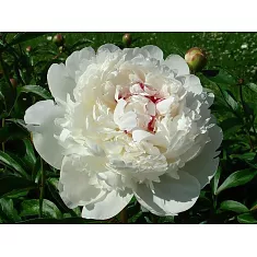 Пион - Paeonia  Grp 'White Sensation D11 H30